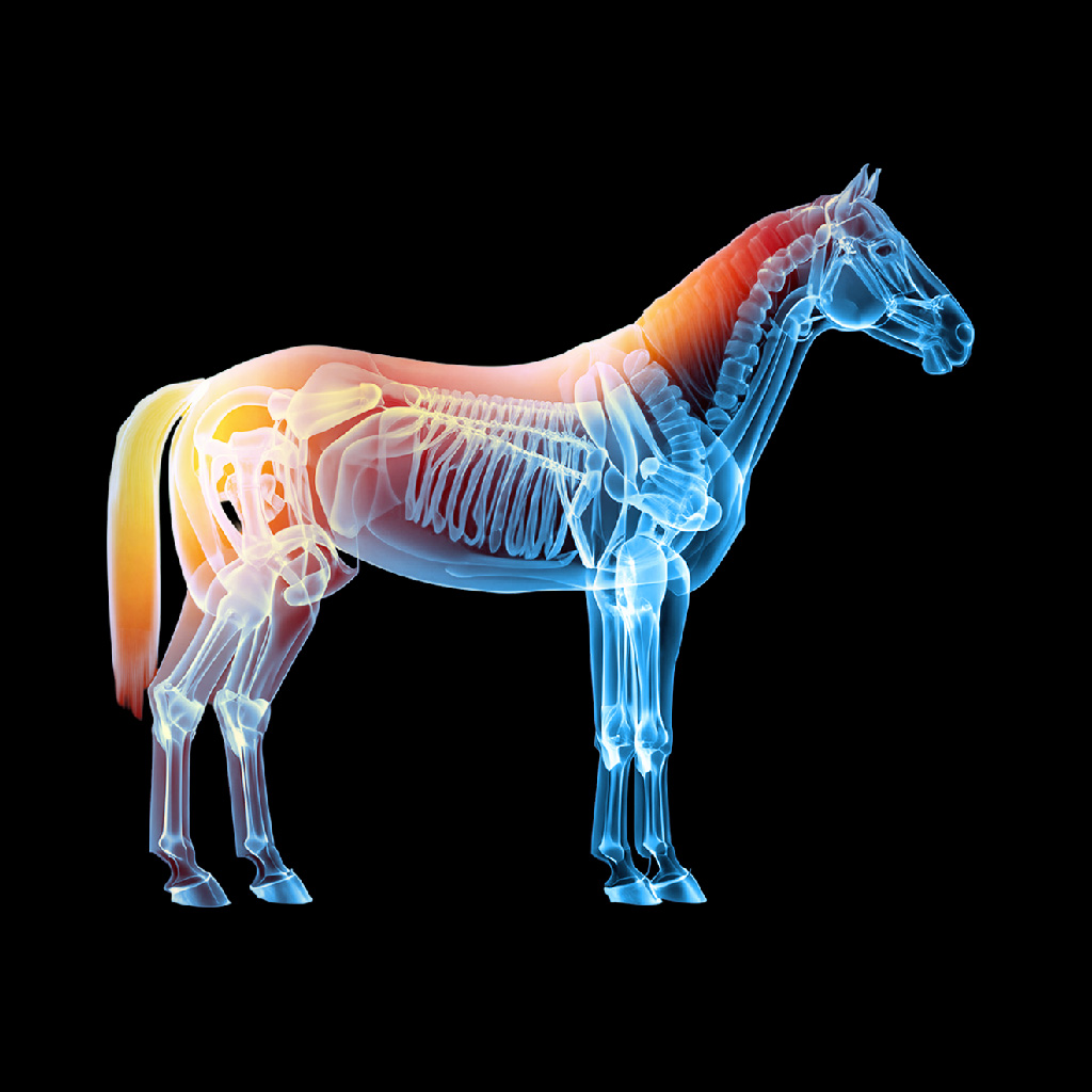 Grooming & Maintenance