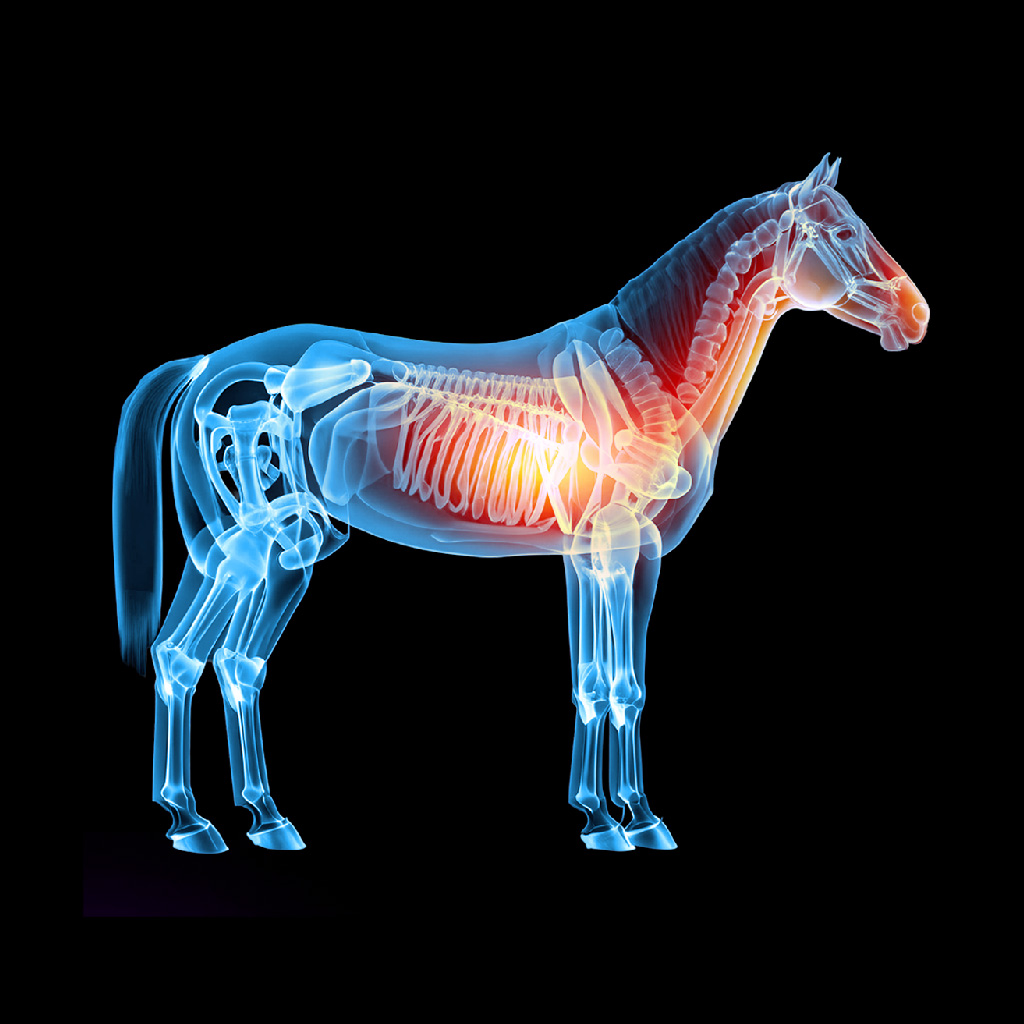 Respiratory & Lung Health